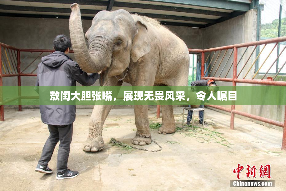 敖闰大胆张嘴，展现无畏风采，令人瞩目