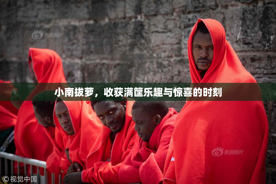 小南拔萝，收获满筐乐趣与惊喜的时刻