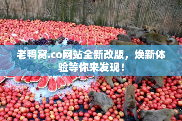 老鸭窝.co网站全新改版，焕新体验等你来发现！