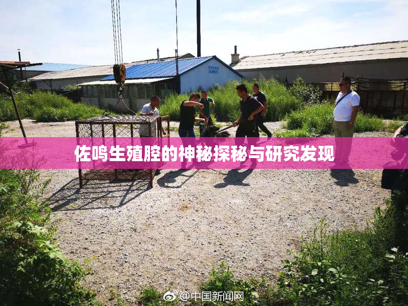 佐鸣生殖腔的神秘探秘与研究发现