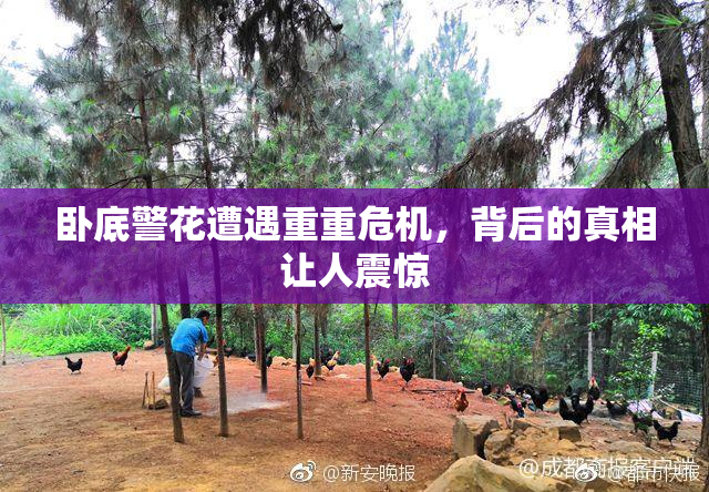 卧底警花遭遇重重危机，背后的真相让人震惊