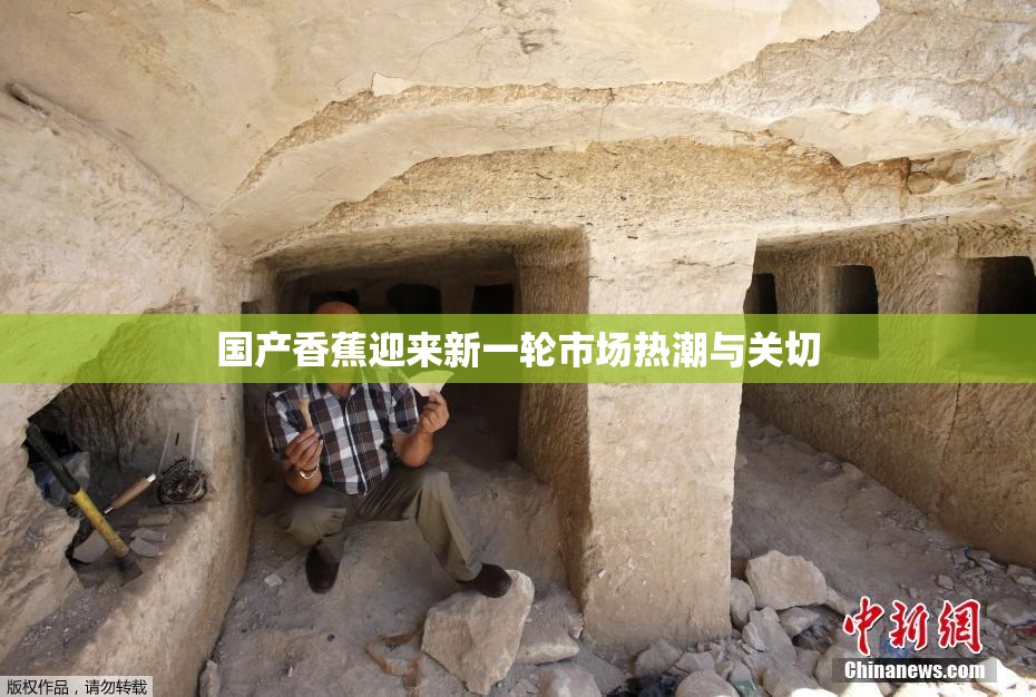 国产香蕉迎来新一轮市场热潮与关切