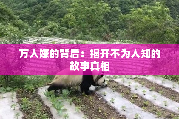 万人嫌的背后：揭开不为人知的故事真相