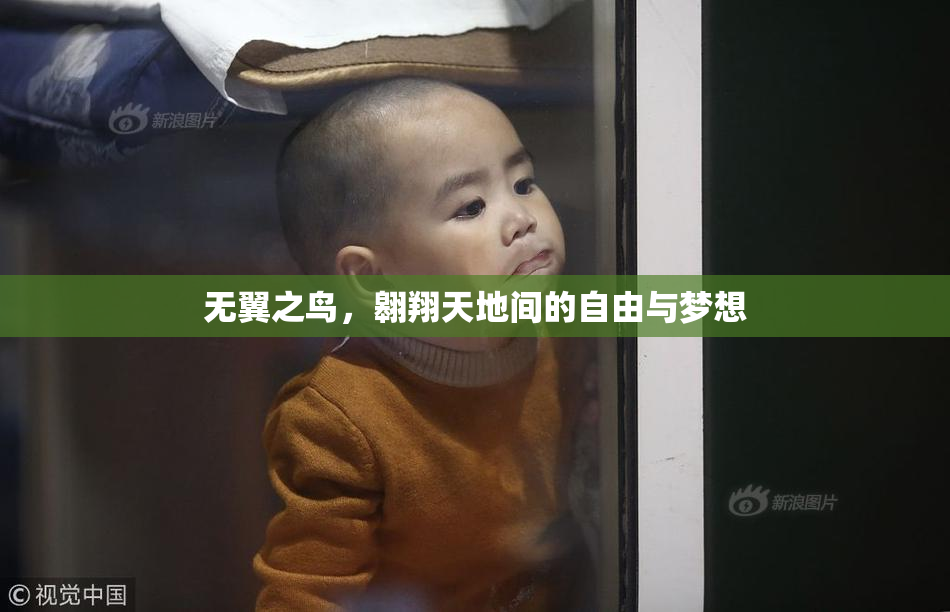 无翼之鸟，翱翔天地间的自由与梦想
