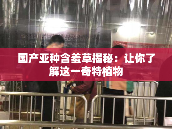 国产亚种含羞草揭秘：让你了解这一奇特植物
