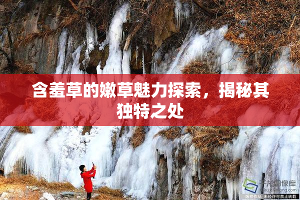 含羞草的嫩草魅力探索，揭秘其独特之处