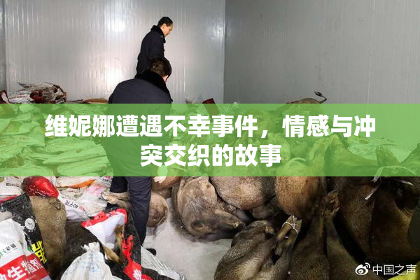 维妮娜遭遇不幸事件，情感与冲突交织的故事