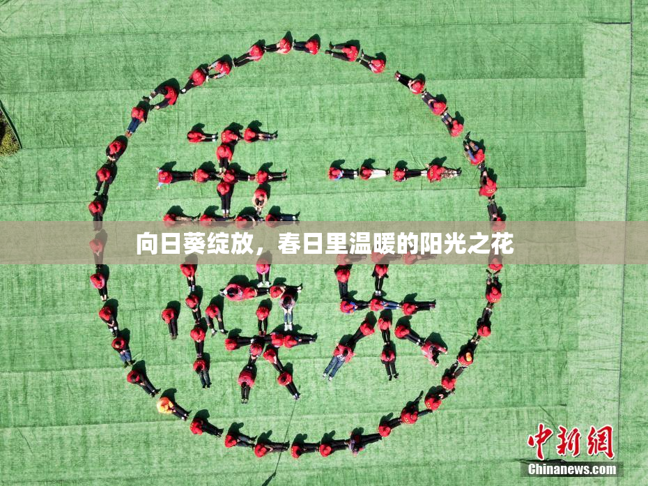 向日葵绽放，春日里温暖的阳光之花