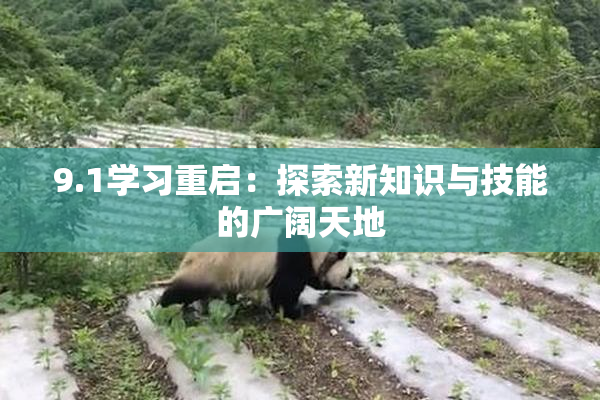 9.1学习重启：探索新知识与技能的广阔天地