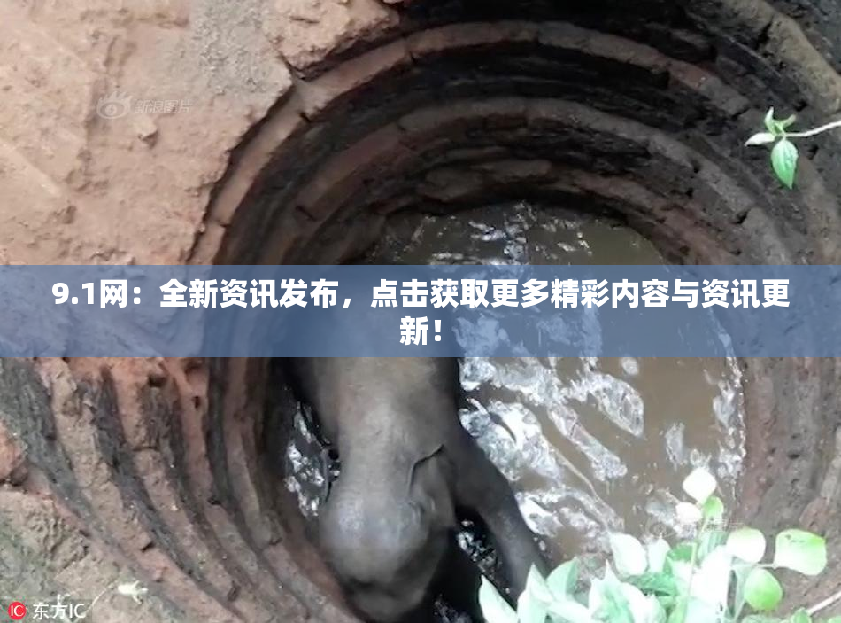 9.1网：全新资讯发布，点击获取更多精彩内容与资讯更新！