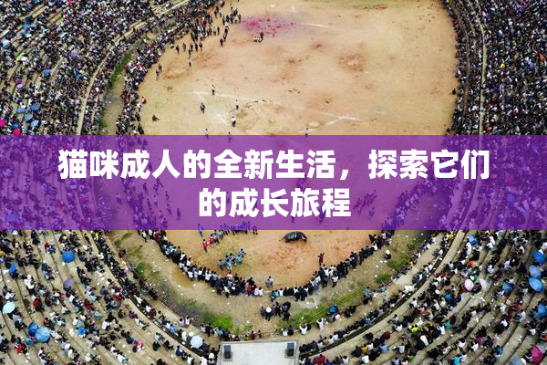 猫咪成人的全新生活，探索它们的成长旅程