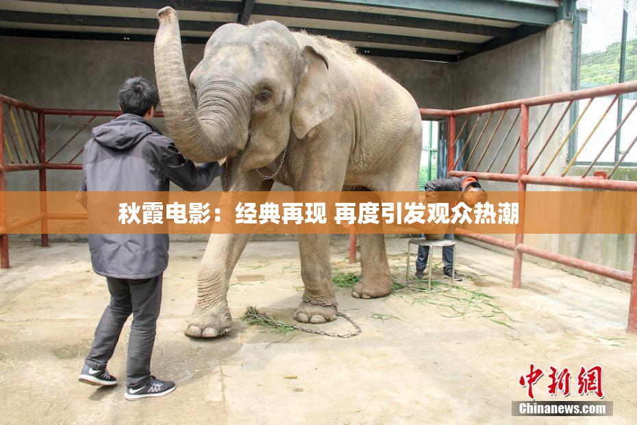 秋霞电影：经典再现 再度引发观众热潮