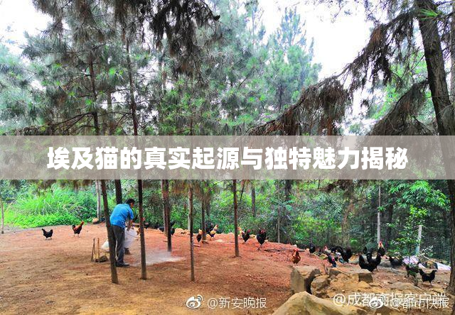 埃及猫的真实起源与独特魅力揭秘
