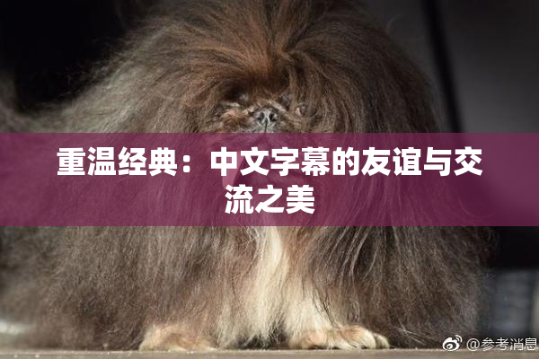 重温经典：中文字幕的友谊与交流之美