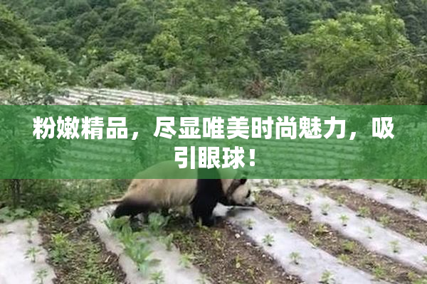 粉嫩精品，尽显唯美时尚魅力，吸引眼球！