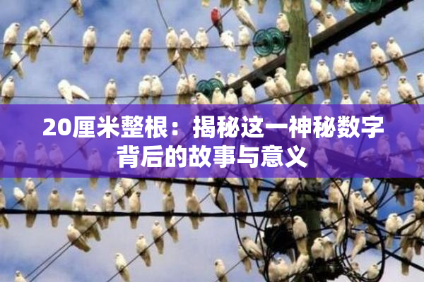 20厘米整根：揭秘这一神秘数字背后的故事与意义