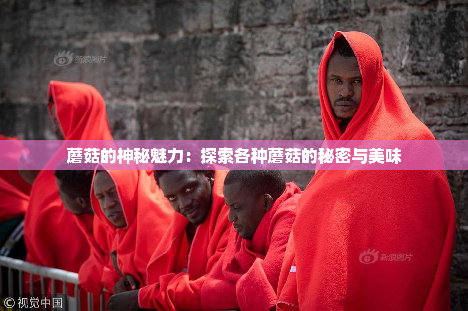 蘑菇的神秘魅力：探索各种蘑菇的秘密与美味