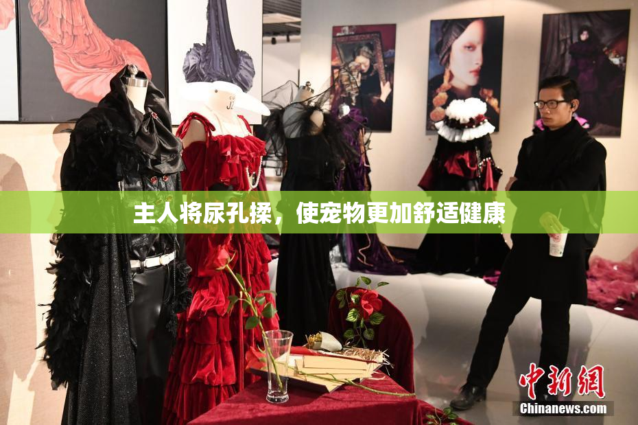 主人将尿孔揉，使宠物更加舒适健康