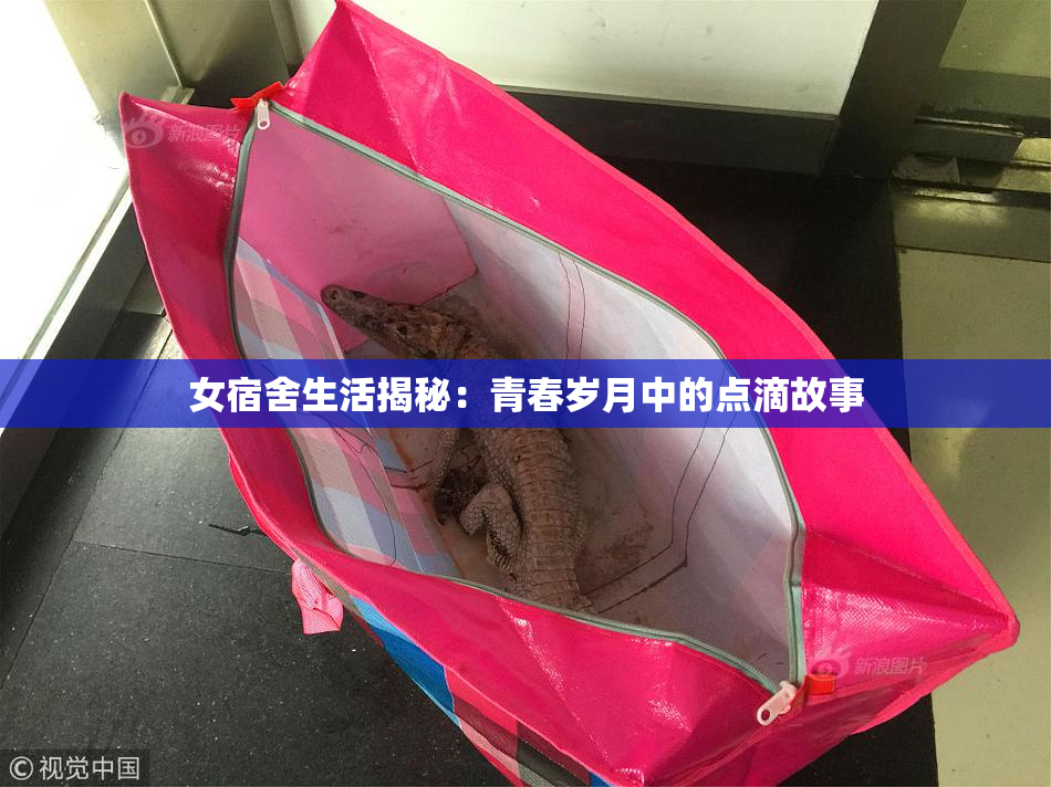 女宿舍生活揭秘：青春岁月中的点滴故事