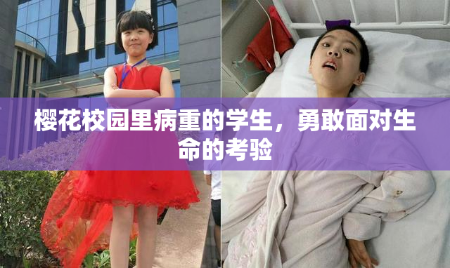 樱花校园里病重的学生，勇敢面对生命的考验
