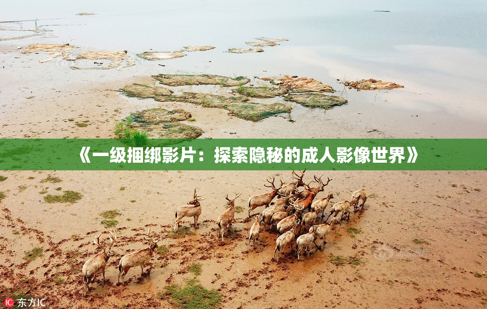 《一级捆绑影片：探索隐秘的成人影像世界》