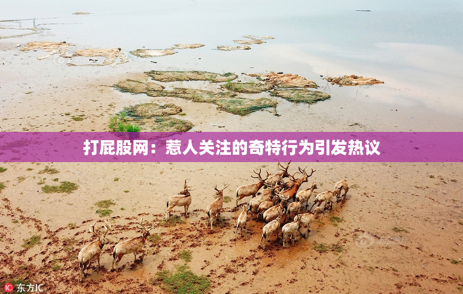 打屁股网：惹人关注的奇特行为引发热议