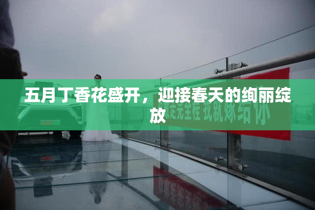 五月丁香花盛开，迎接春天的绚丽绽放