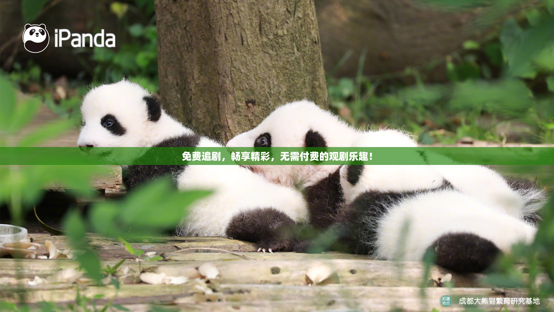 免费追剧，畅享精彩，无需付费的观剧乐趣！