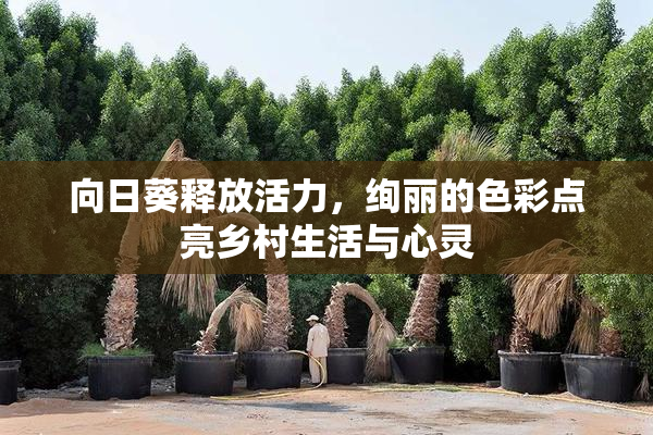 向日葵释放活力，绚丽的色彩点亮乡村生活与心灵