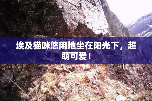 埃及猫咪悠闲地坐在阳光下，超萌可爱！
