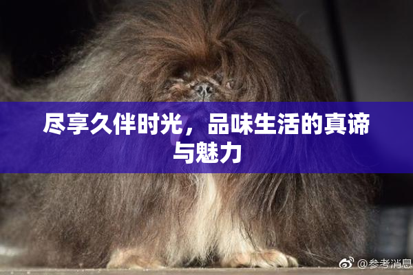 尽享久伴时光，品味生活的真谛与魅力