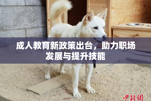 成人教育新政策出台，助力职场发展与提升技能