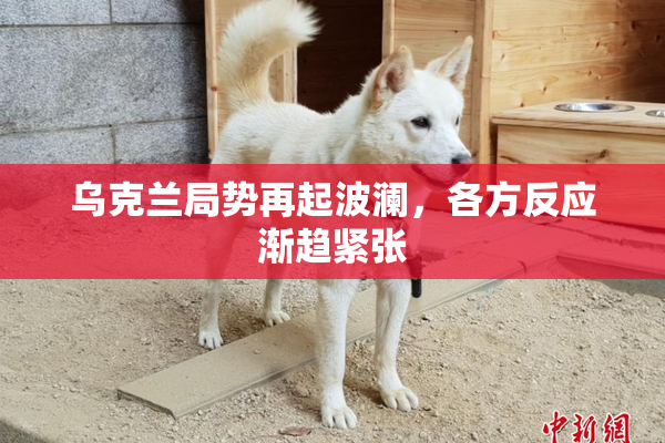 乌克兰局势再起波澜，各方反应渐趋紧张