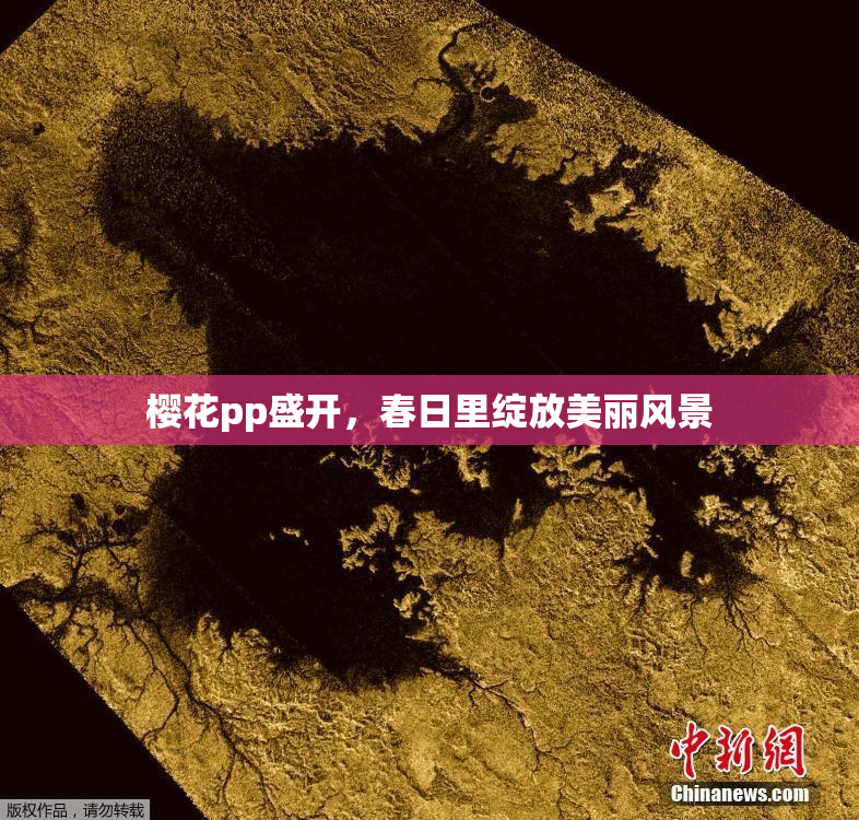 樱花pp盛开，春日里绽放美丽风景