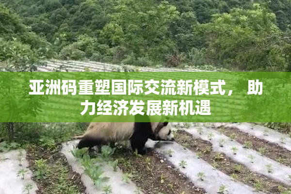 亚洲码重塑国际交流新模式， 助力经济发展新机遇