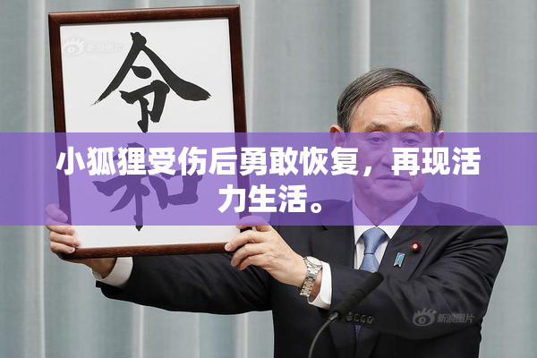 小狐狸受伤后勇敢恢复，再现活力生活。