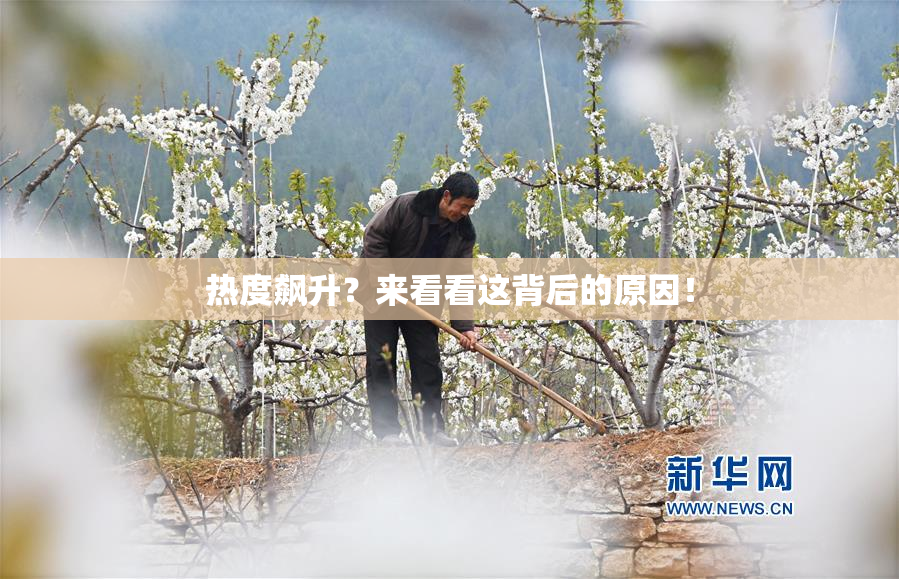 热度飙升？来看看这背后的原因！