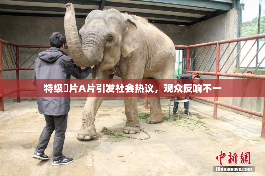 特级婬片A片引发社会热议，观众反响不一