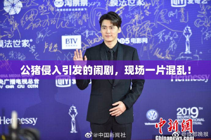 公猪侵入引发的闹剧，现场一片混乱！