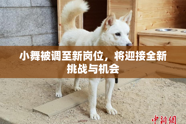 小舞被调至新岗位，将迎接全新挑战与机会