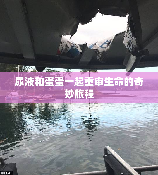 尿液和蛋蛋一起重审生命的奇妙旅程
