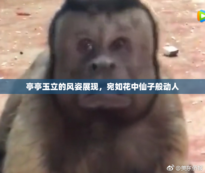 亭亭玉立的风姿展现，宛如花中仙子般动人