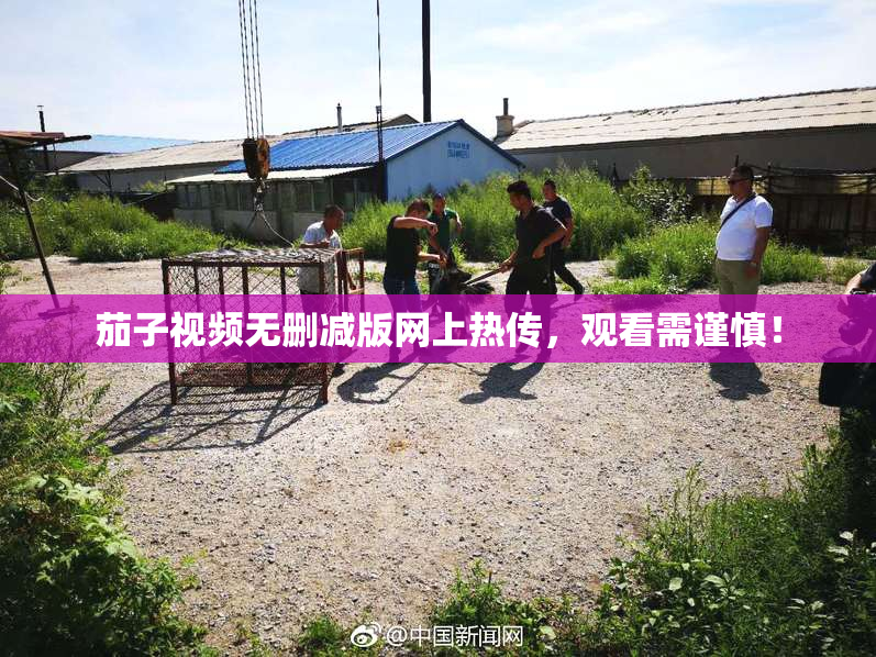 茄子视频无删减版网上热传，观看需谨慎！