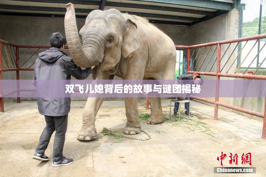 双飞儿媳背后的故事与谜团揭秘