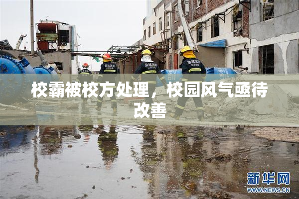 校霸被校方处理，校园风气亟待改善