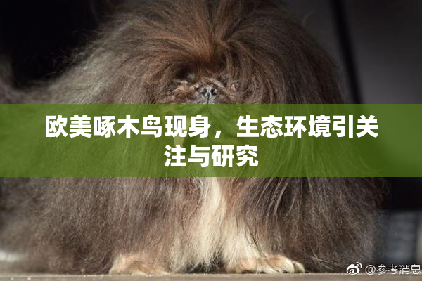 欧美啄木鸟现身，生态环境引关注与研究