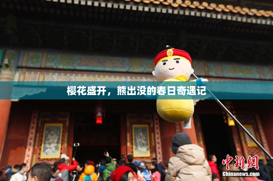 樱花盛开，熊出没的春日奇遇记