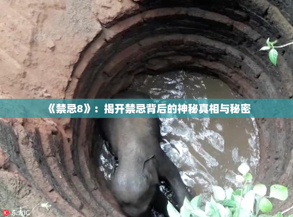 《禁忌8》：揭开禁忌背后的神秘真相与秘密