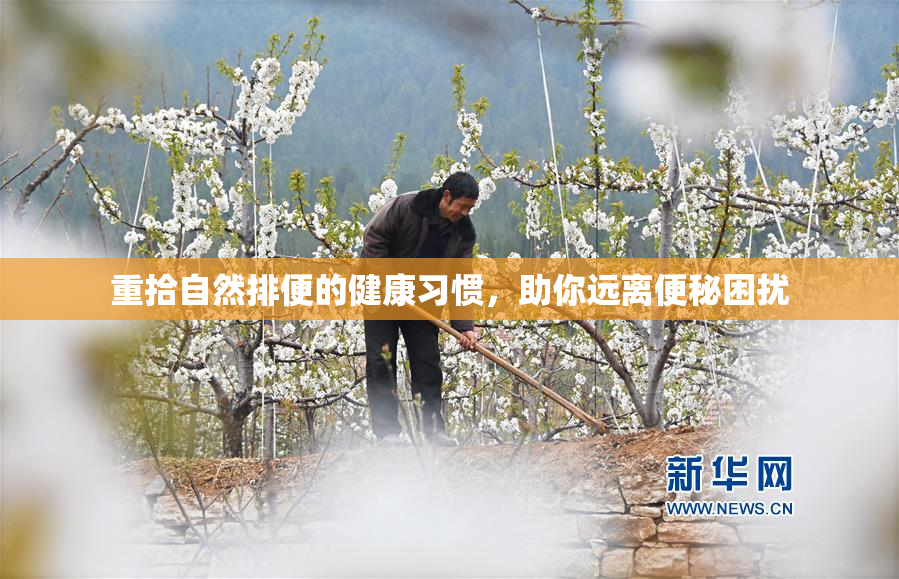 重拾自然排便的健康习惯，助你远离便秘困扰
