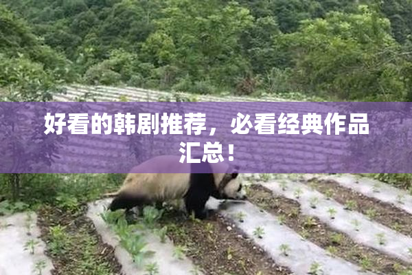 好看的韩剧推荐，必看经典作品汇总！